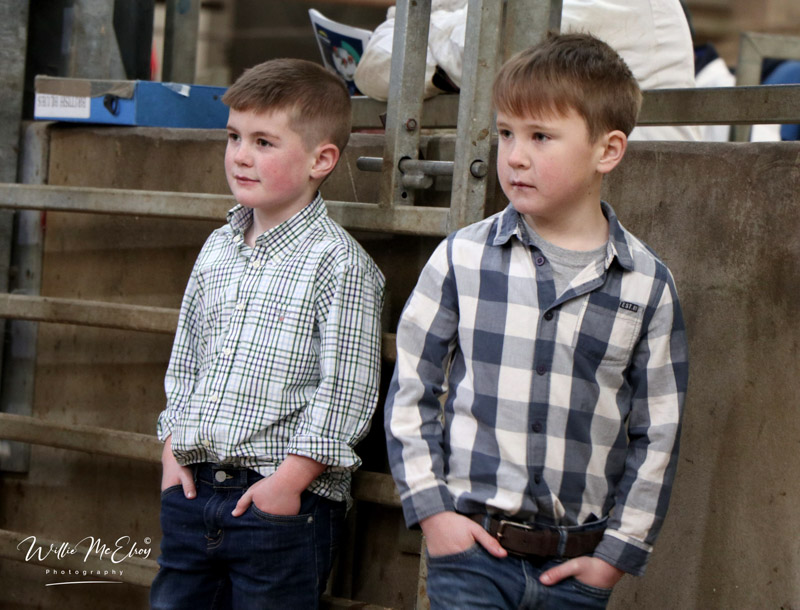 Keeping an eye on the British Blue judging